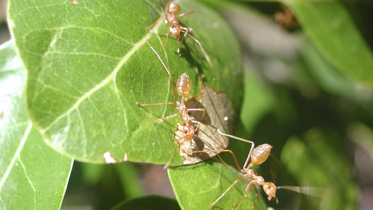 The yellow crazy ant is an invasive species currently threatening wildlife in several parts of Australia.