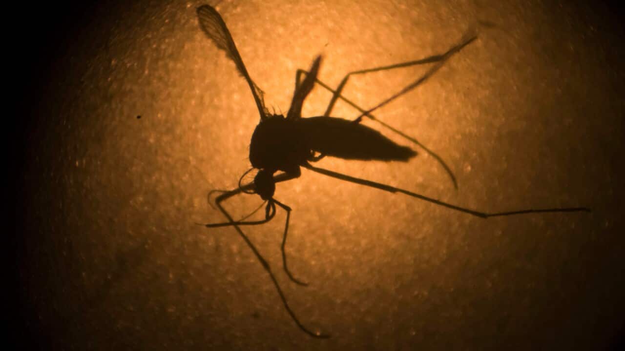 An Aedes aegypti mosquito known to carry the Zika virus