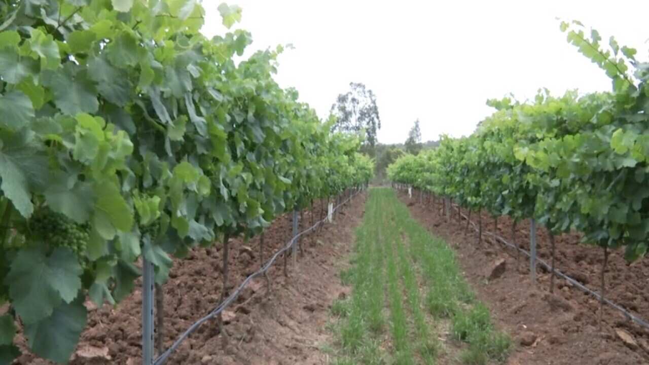 Hunter Valley vines