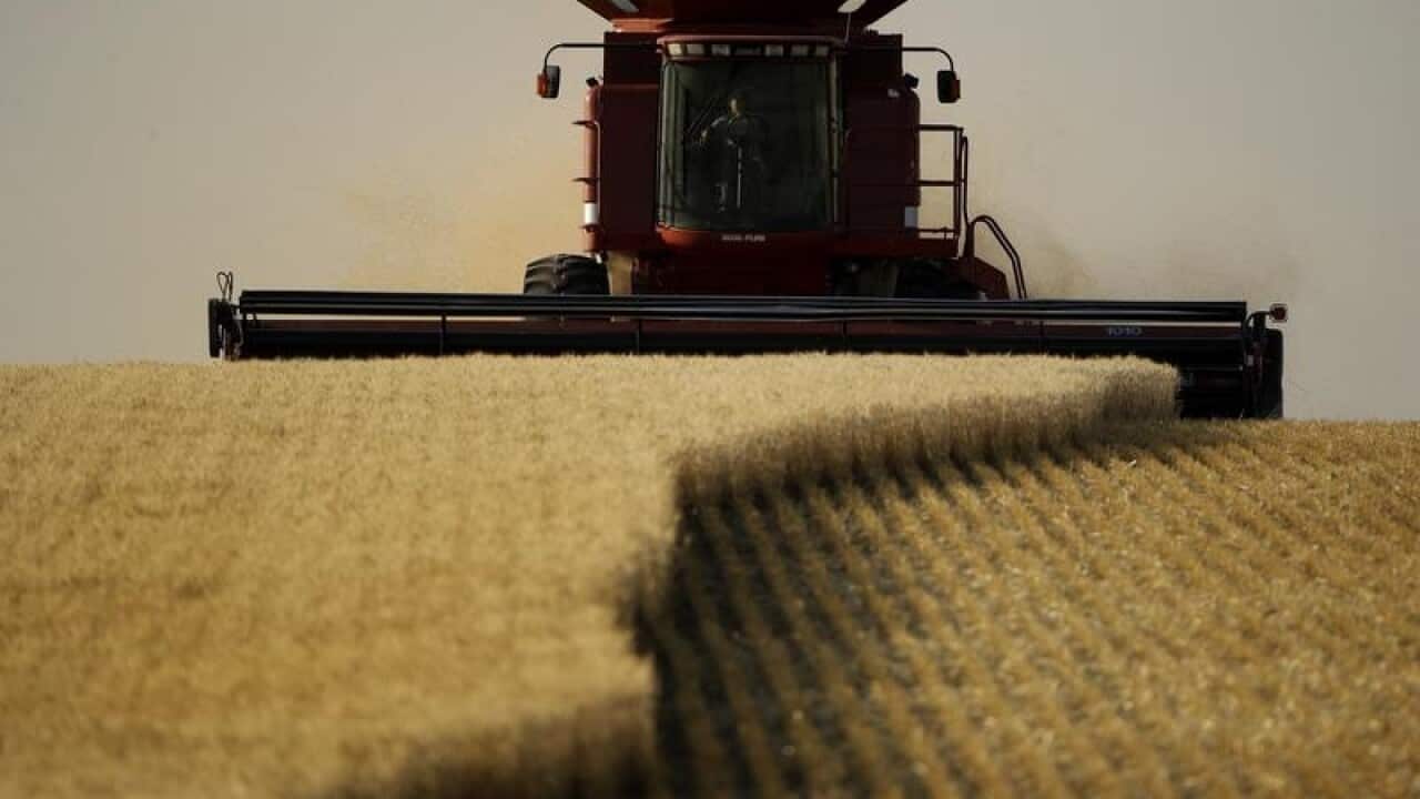 Winter wheat is harvested in a field.