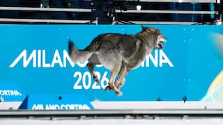 An action shot of a dog running on a snowy track.