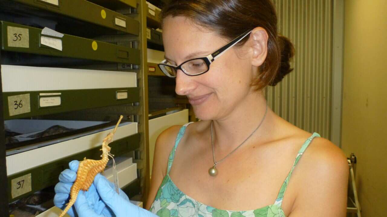 Dr Nerida Wilson holds a 1919 specimen