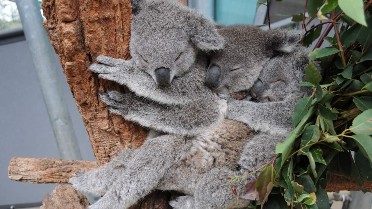 koalas_aap.jpg