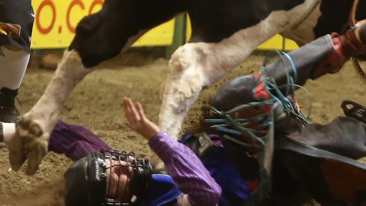 Odessa College bull rider Bradie Gray