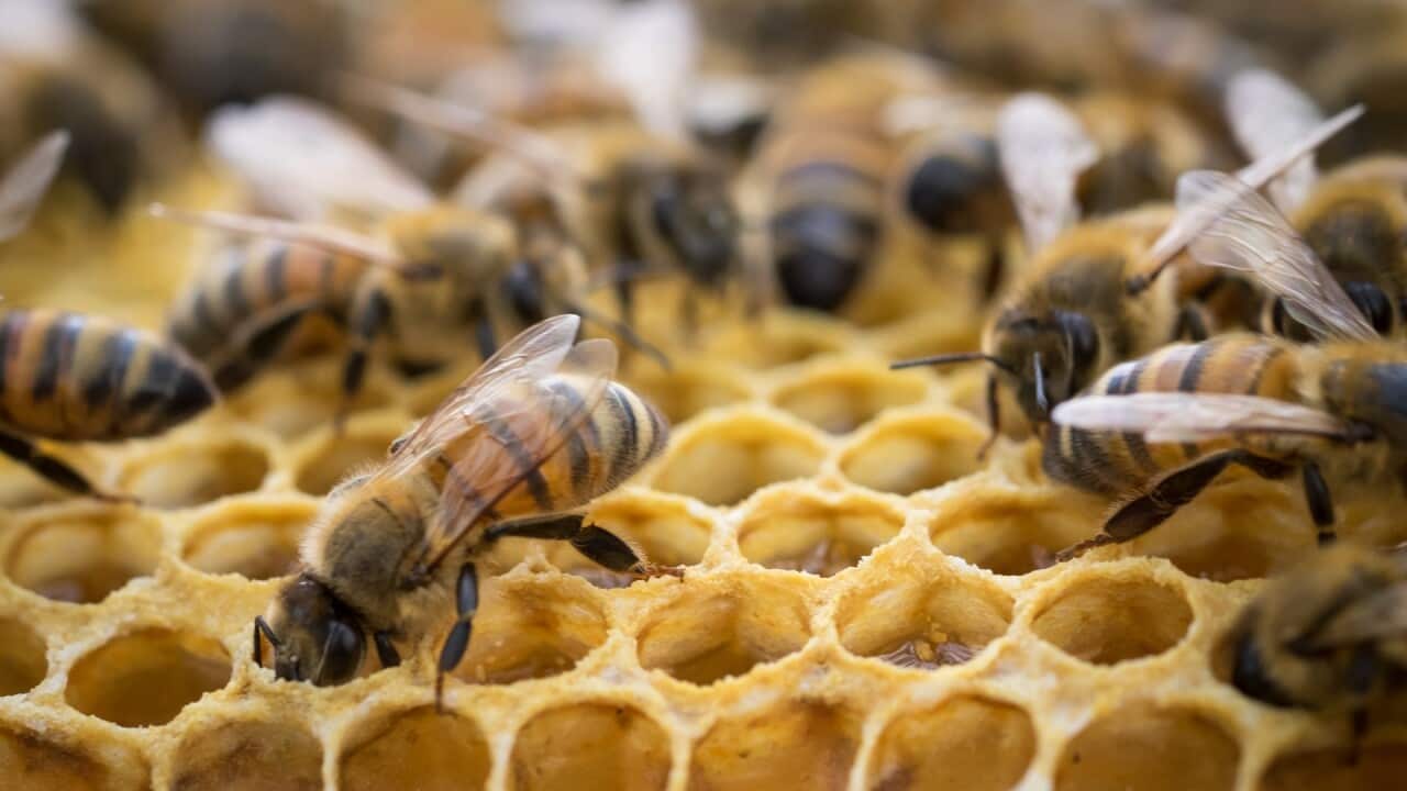 Beehive