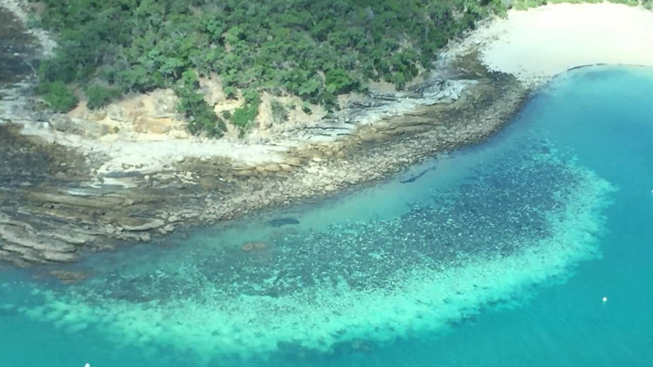 great barrier reef bleaching nature