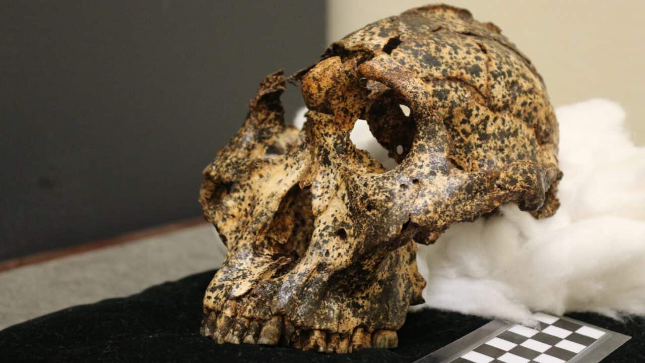 A two million-year-old skull of discovered in South Africa’s Cradle of Humankind.