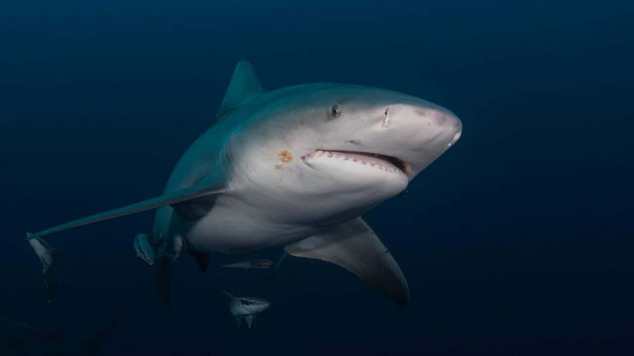 A bull shark swimming in gloomy conditions (Getty)