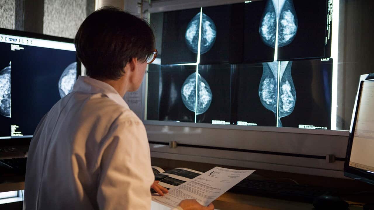 A radiologist looks at the results of mammograms