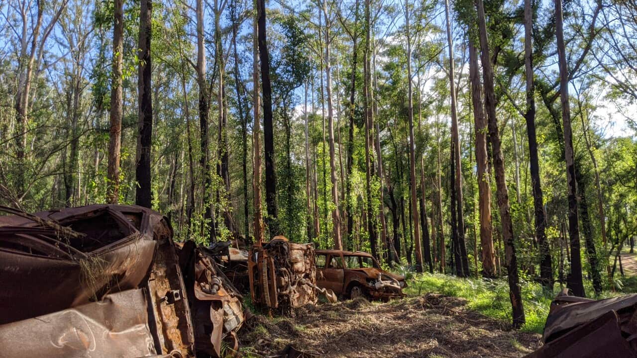 New shoots on burned tree and burned cars