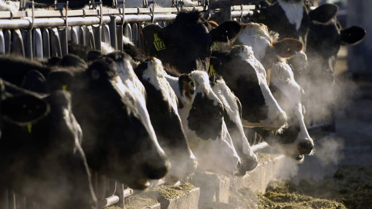 A line of Holstein dairy cows feed through a fence at a dairy farm in Idaho.