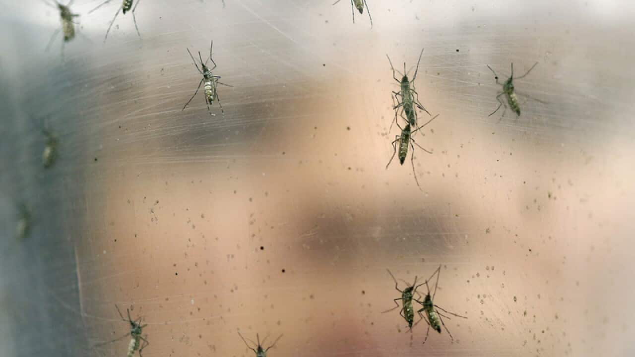 A researcher holds a container of mosquitoes