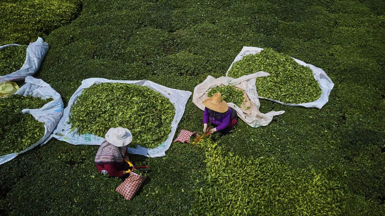 Turkey, Tea plantation in the hills near Trabzon in Anatolia