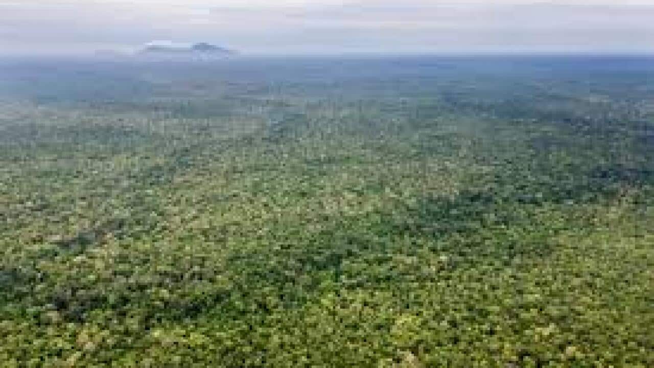 Cambodia Forestry - Prey Lang