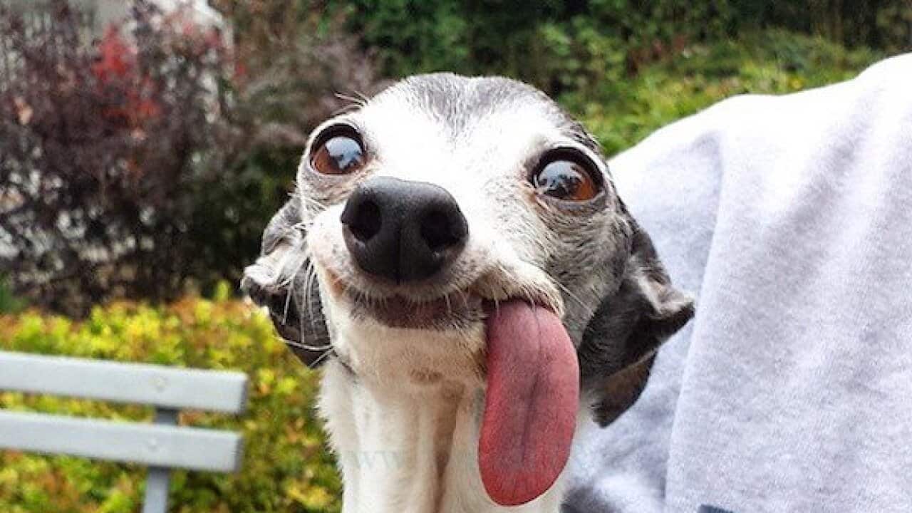 Frans hertoghs doggender