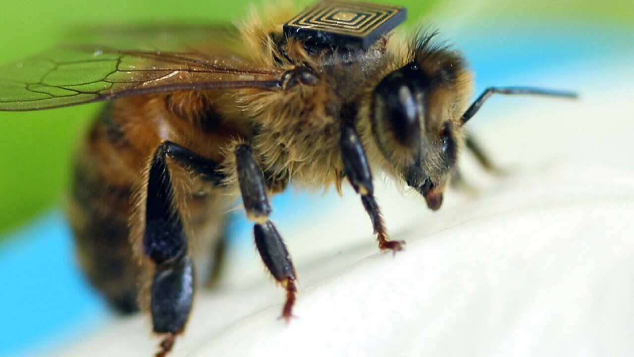 A honey bee fitted with a sensor