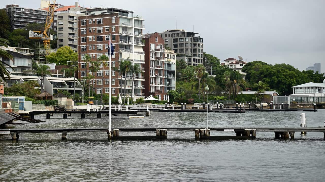 SYDNEY HARBOUR SHARK ATTACK