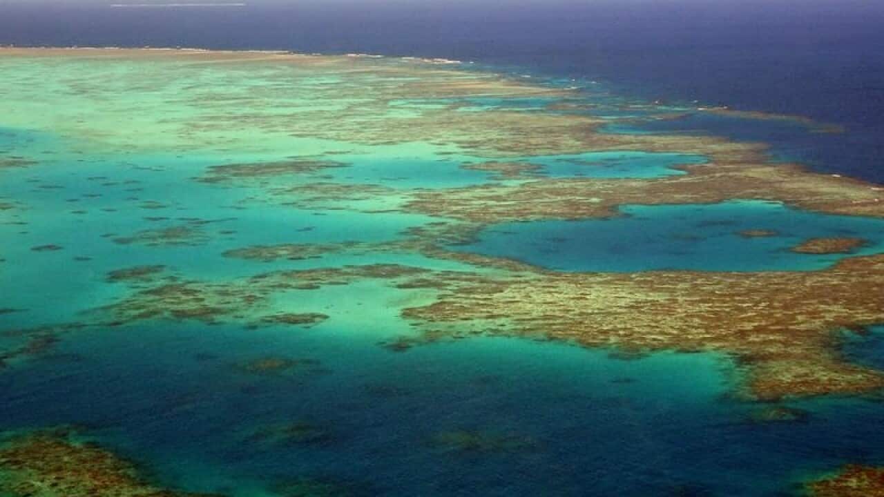 The amount of baby corals born on the Great Barrier Reef crashed in 2018.