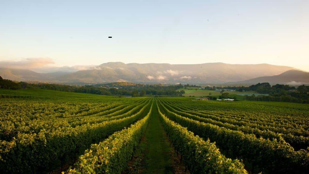 Vineyards in the Yarra Valley, Victoria.  