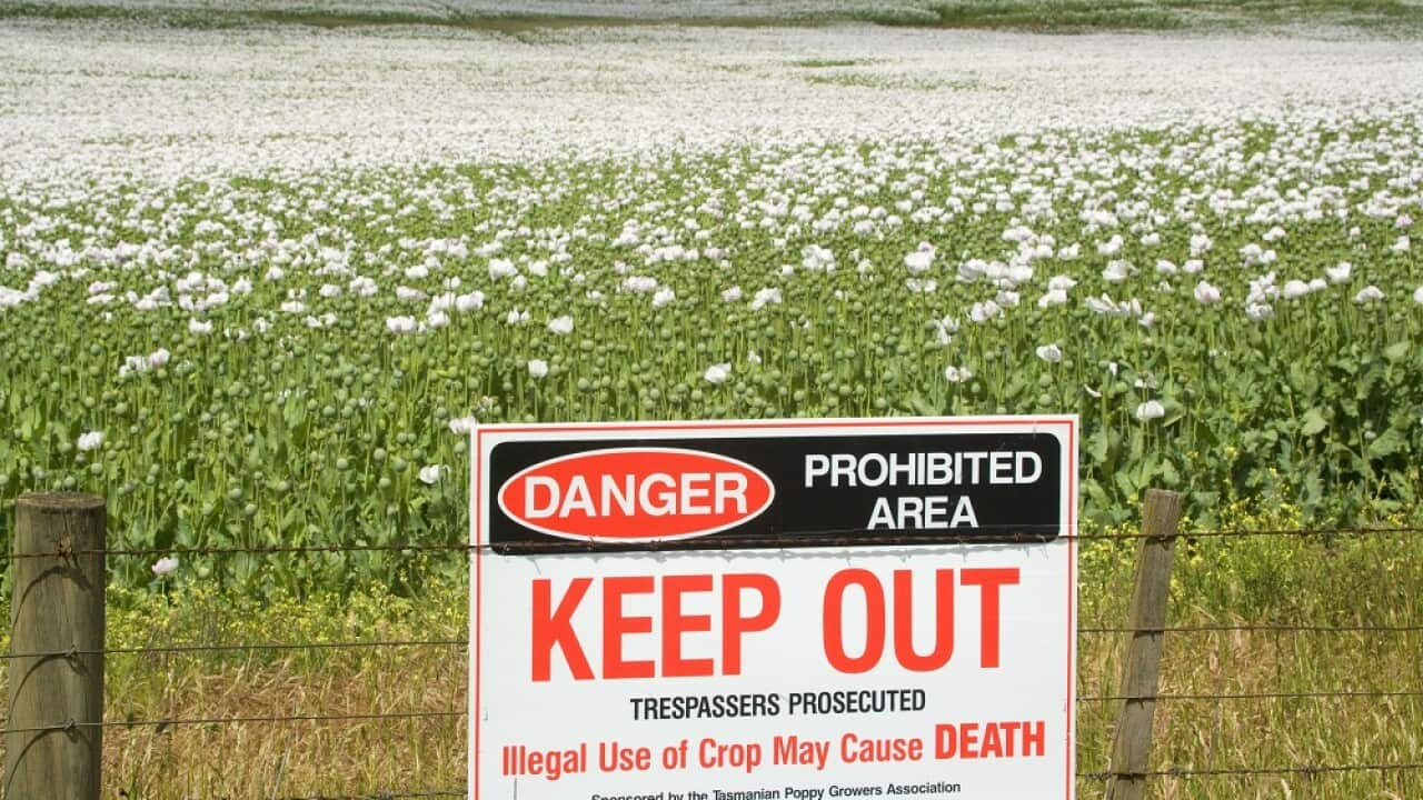 Opium poppy - fenced-in field of blooming opium poppies. A warning sign is mounted on the fence saying to keep out, because illegal use could cause death (Papaver somniferum) (AAP/Mary Evans/Ardea/Steffen & Alexandra Sailer) | NO ARCHIVING, EDITORIAL USE