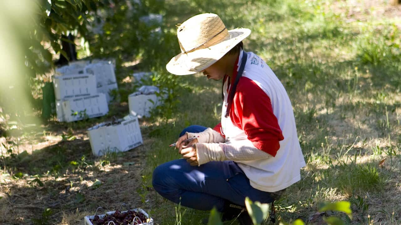 Who are Australia's seasonal workers? SBS News