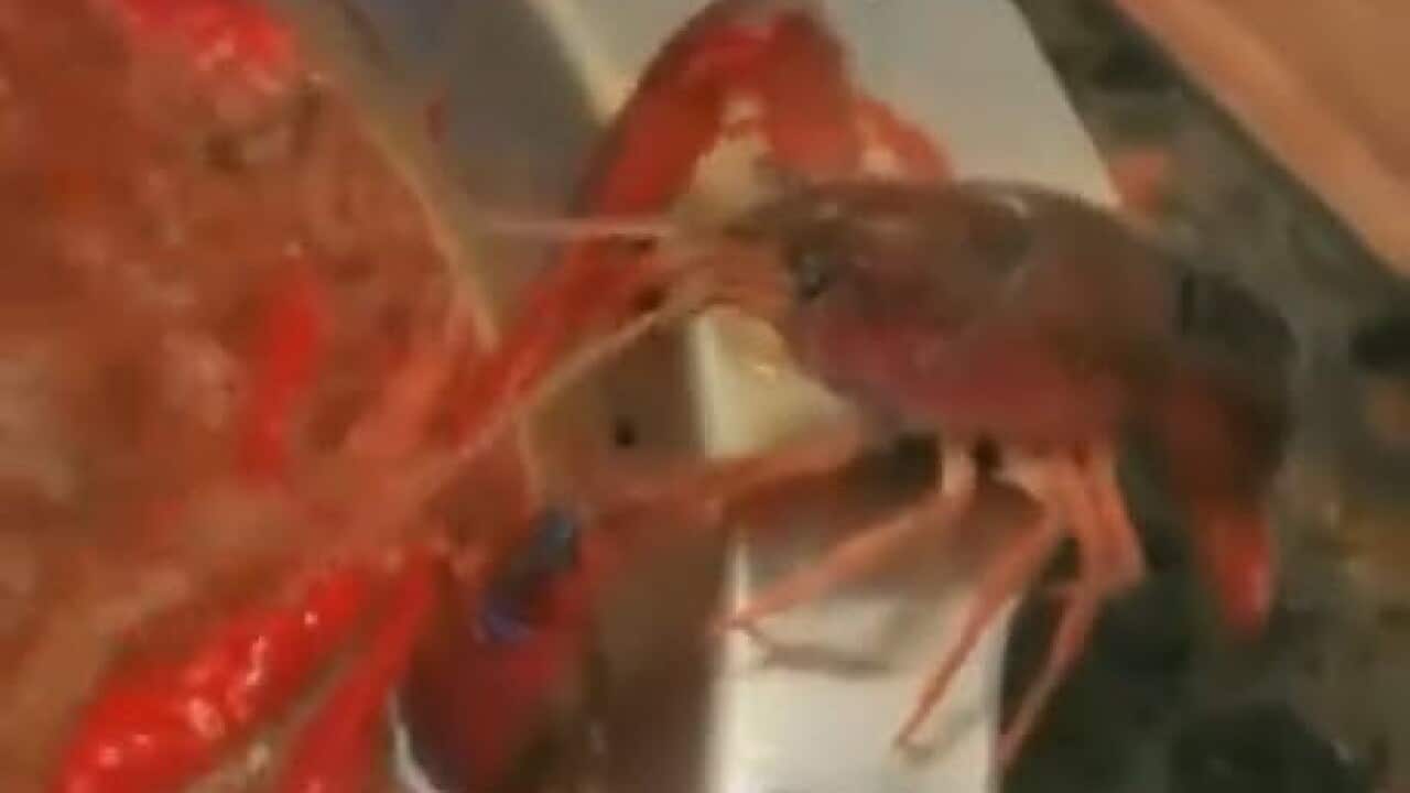 crayfish escapes from hotpot, China