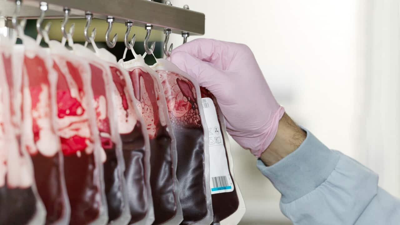 Bags of donated blood hanging in processing facility of blood bank