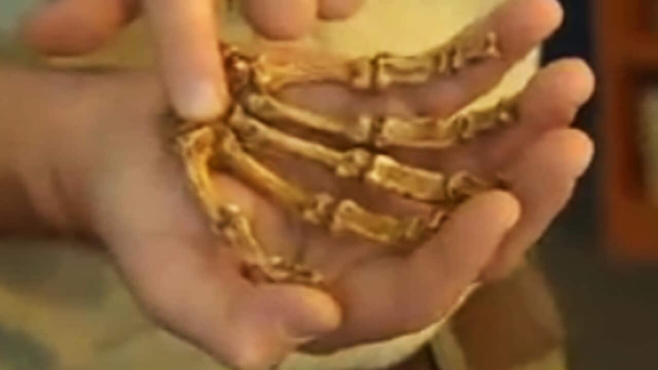 fossil_link_bones_b_110909_bbc_905538080