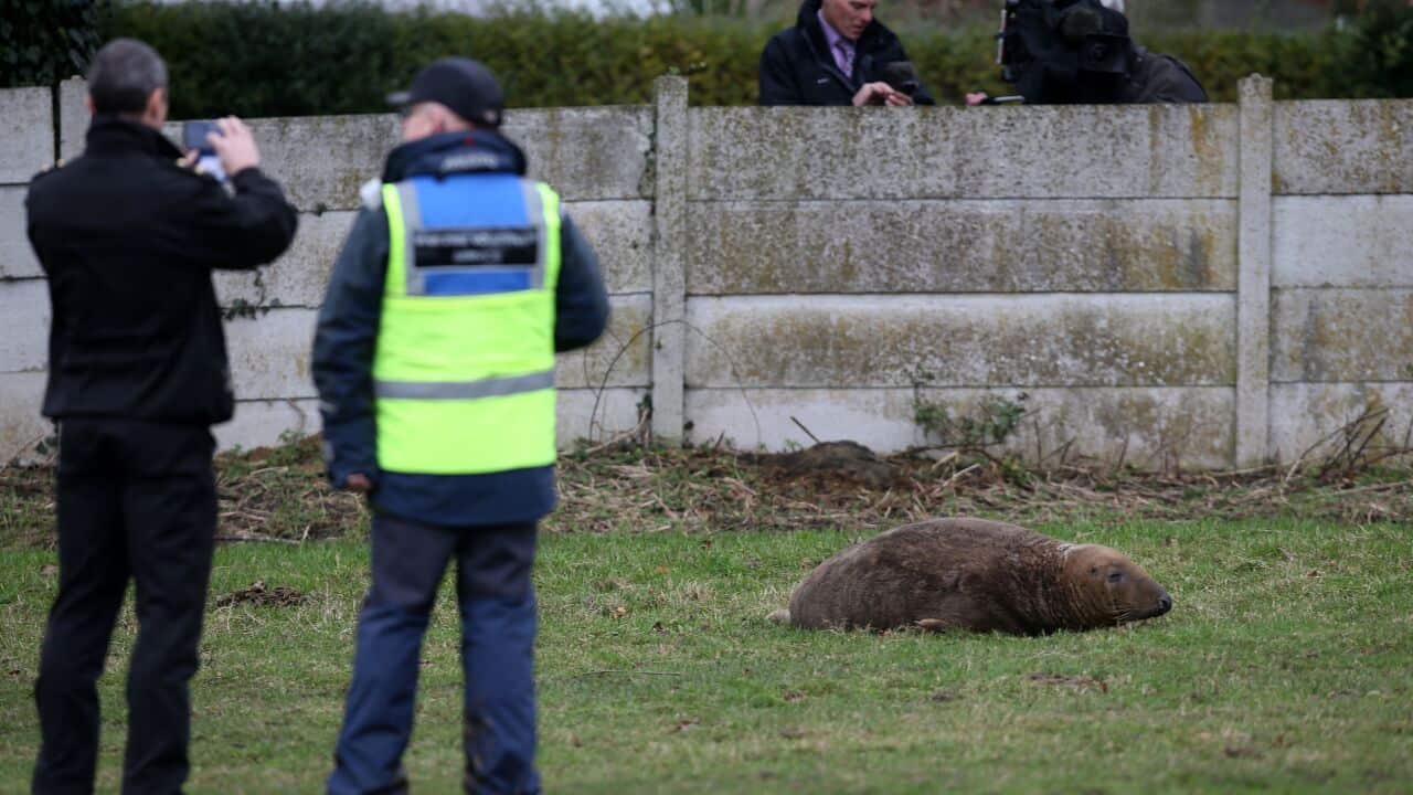  A seal sits in a farmer's field in St Helens, as marine experts try to find out how it got there and how to rescue it. (Peter Byrne/PA Wire)
