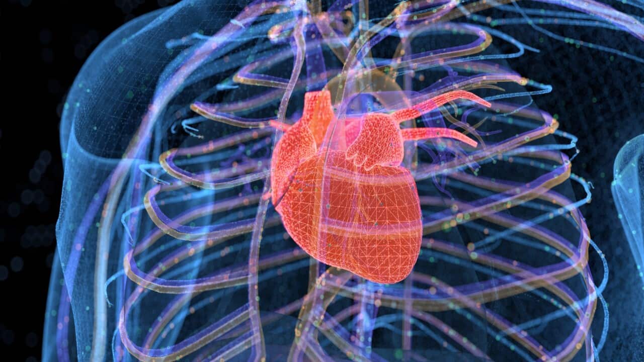 Heart x-ray graphic