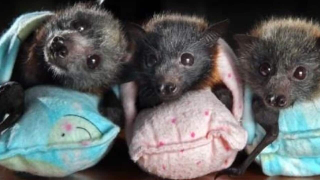 bat wraps, dutch quilters