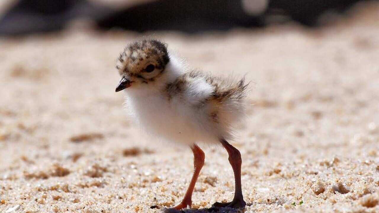 A hooded plover