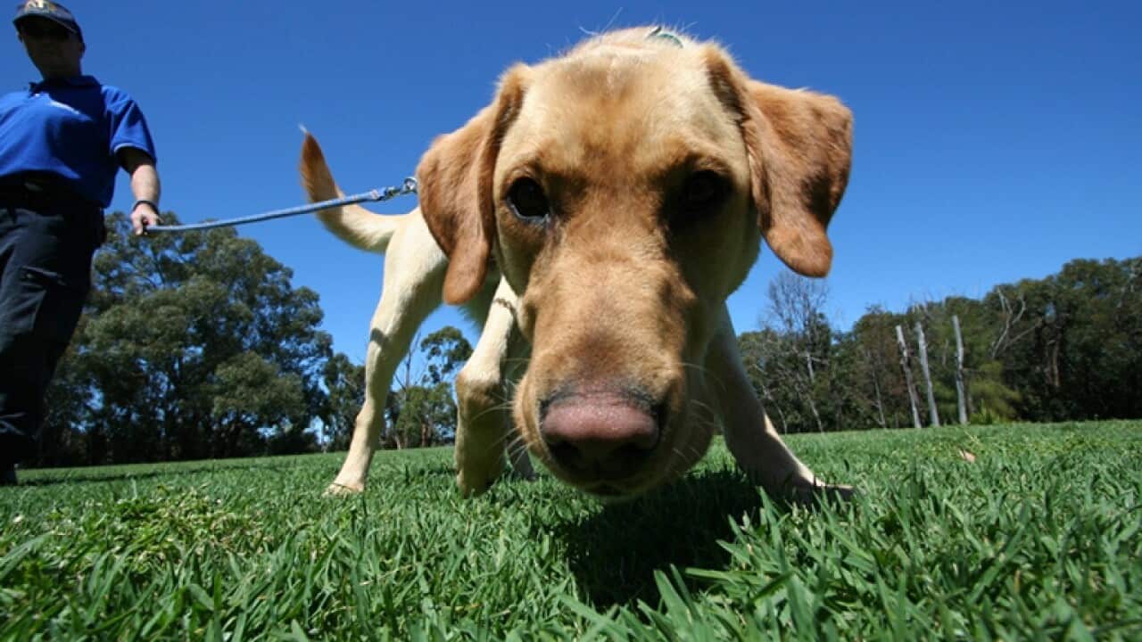 Sniffer dog
