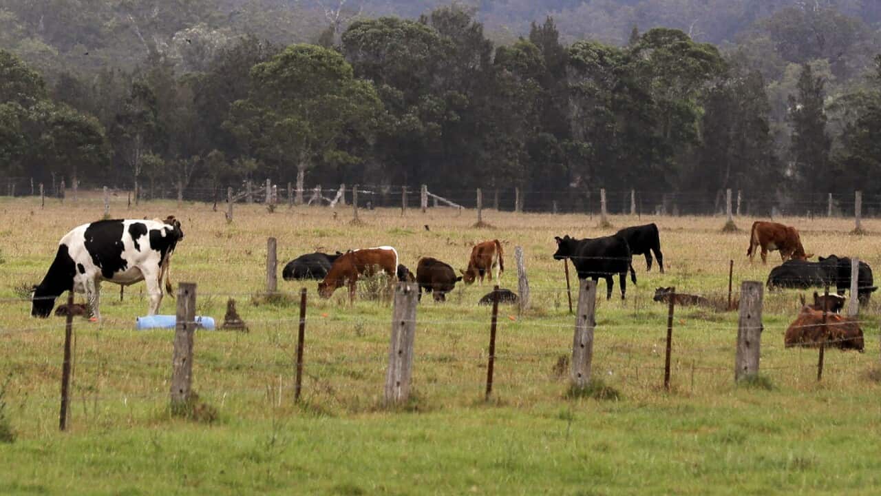 Cattle grazing