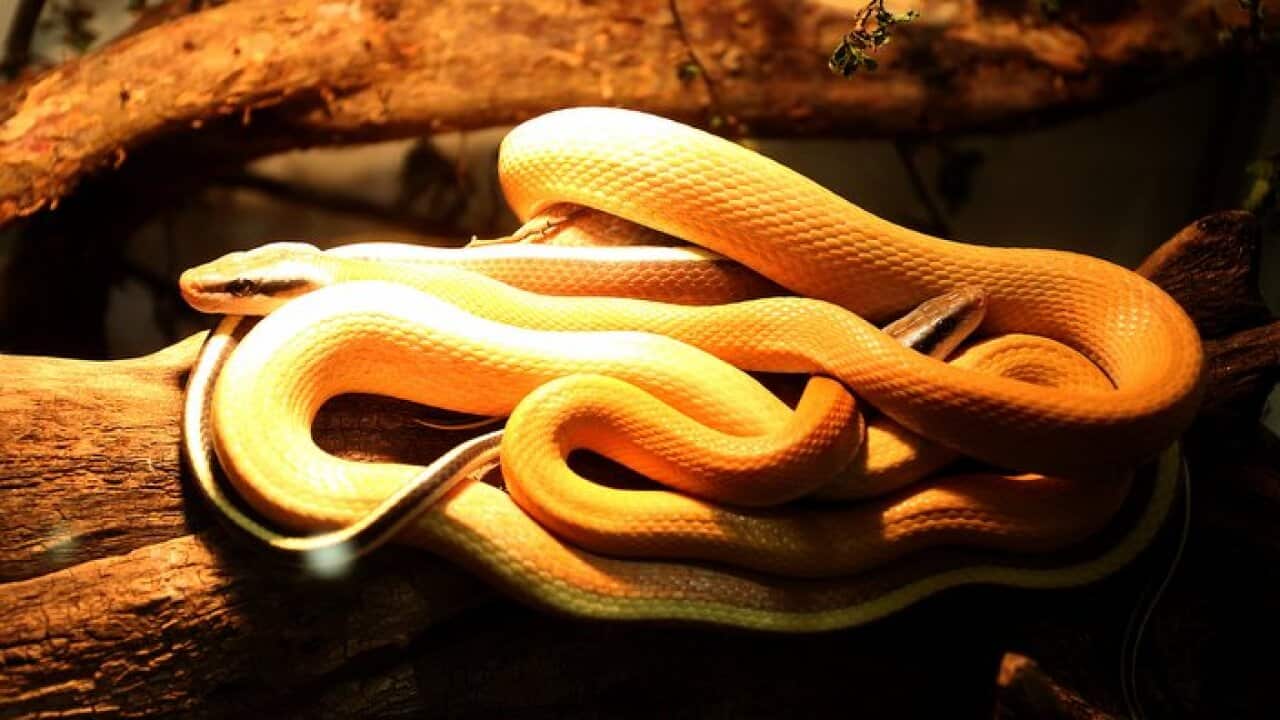 Mr. Neven Vrbanic is a breeder of snakes.
