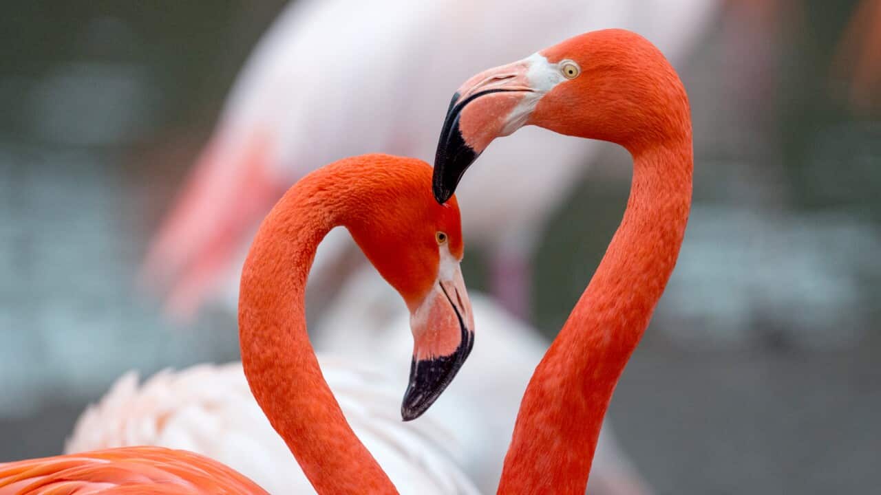 Animals in love at Munich Zoo