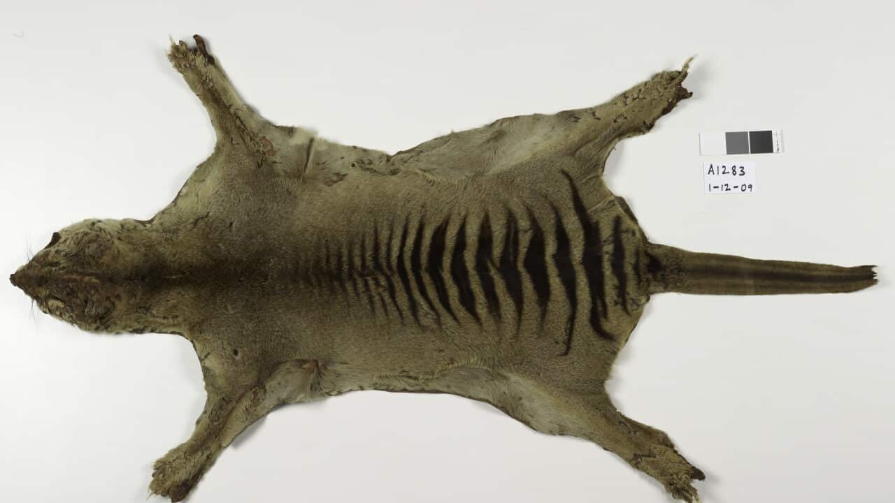 LAST THYLACINE HOBART ZOO