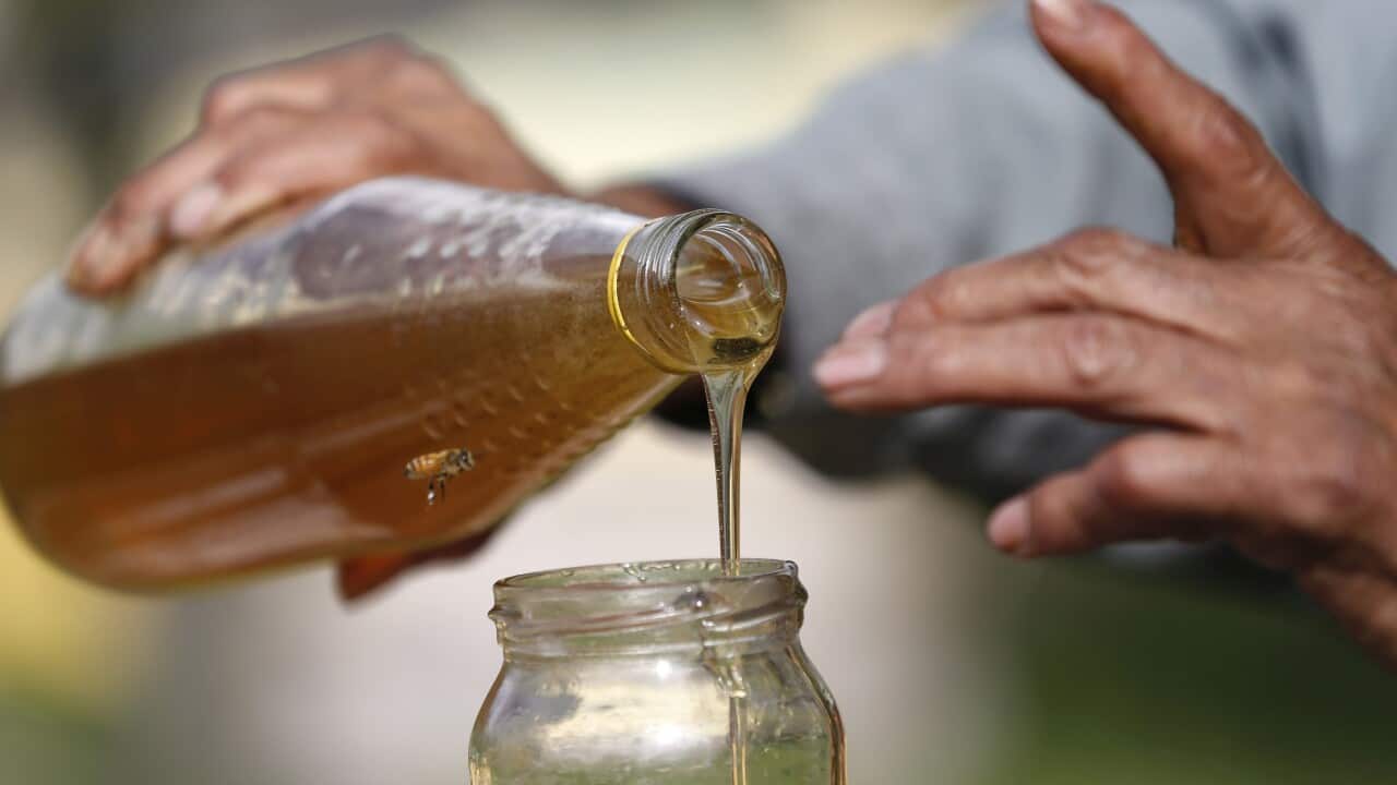 Interest in honey's antibacterial properties is growing.