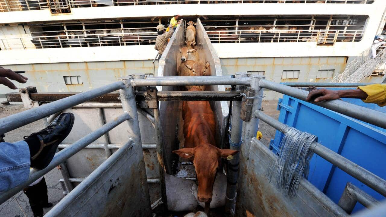 Australian cattle being unloaded from a ship in Jakarta - Getty-1.jpg