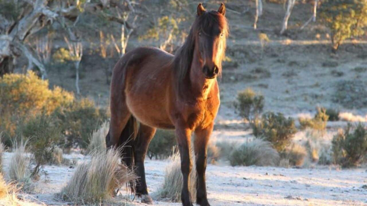 There are an estimated 2,500 feral horses in Victoria's eastern alps
