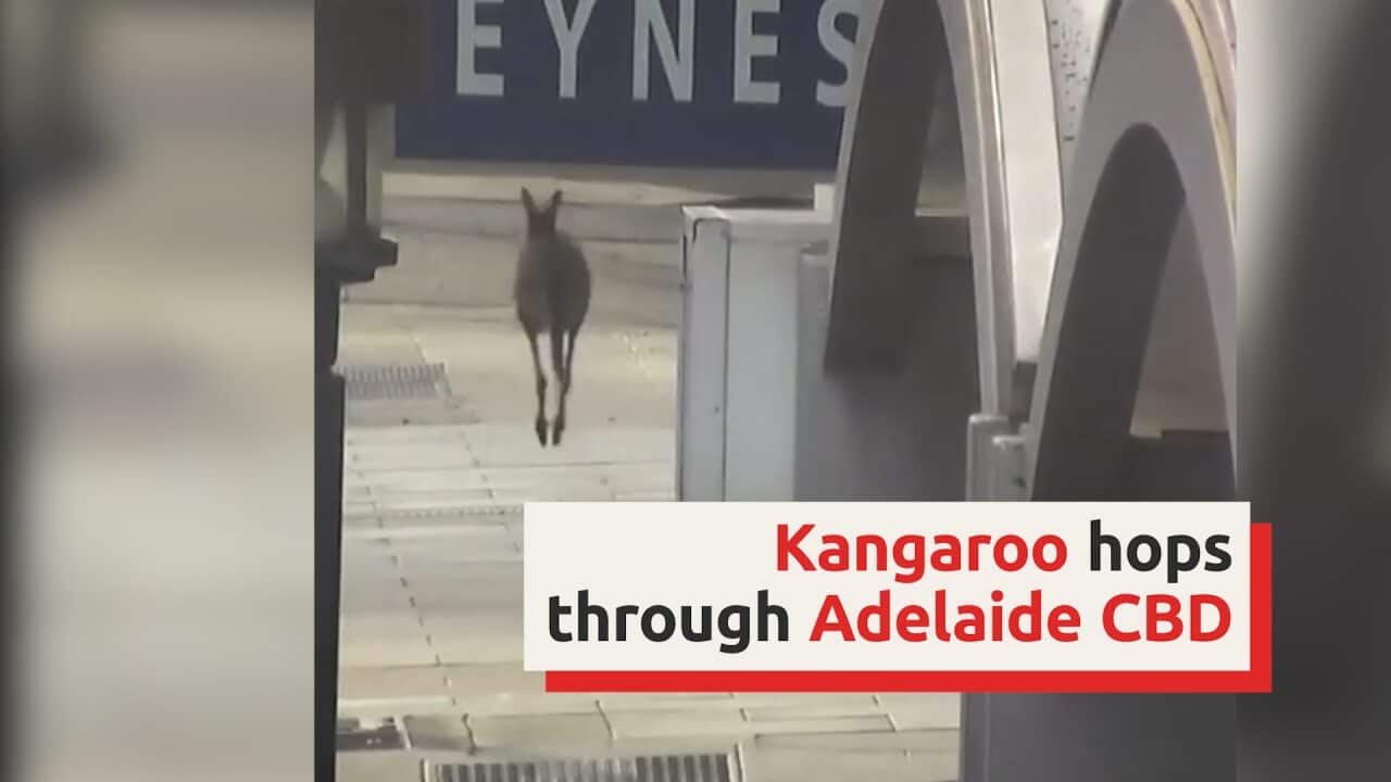 Kangaroo hops through empty streets in Adelaid