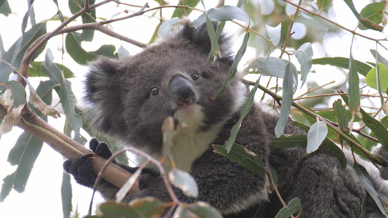 Koala On gum tree