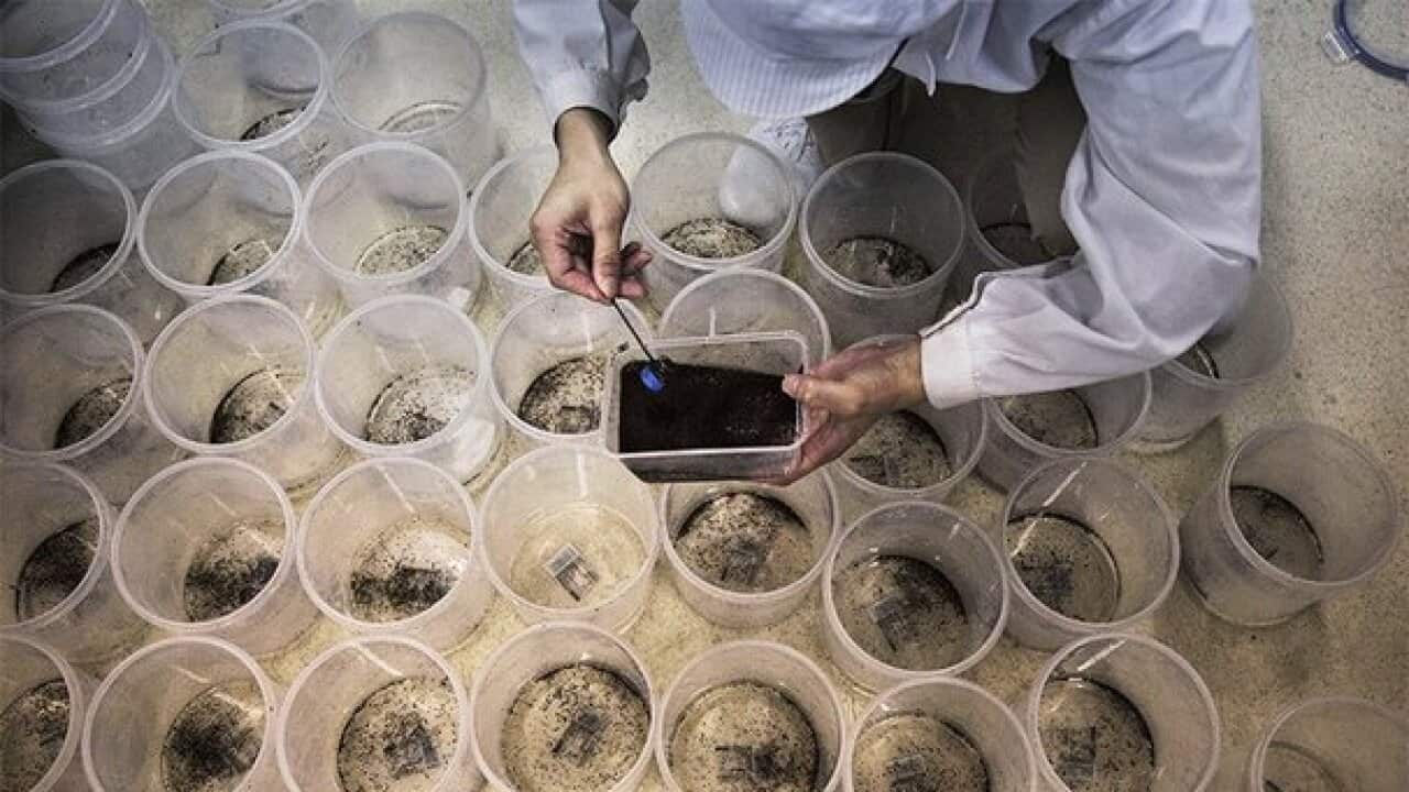 Vector-control research centres raise millions of male mosquitoes to infect with Wolbachia strains.  Credit: Kevin Frayer/Getty Images.