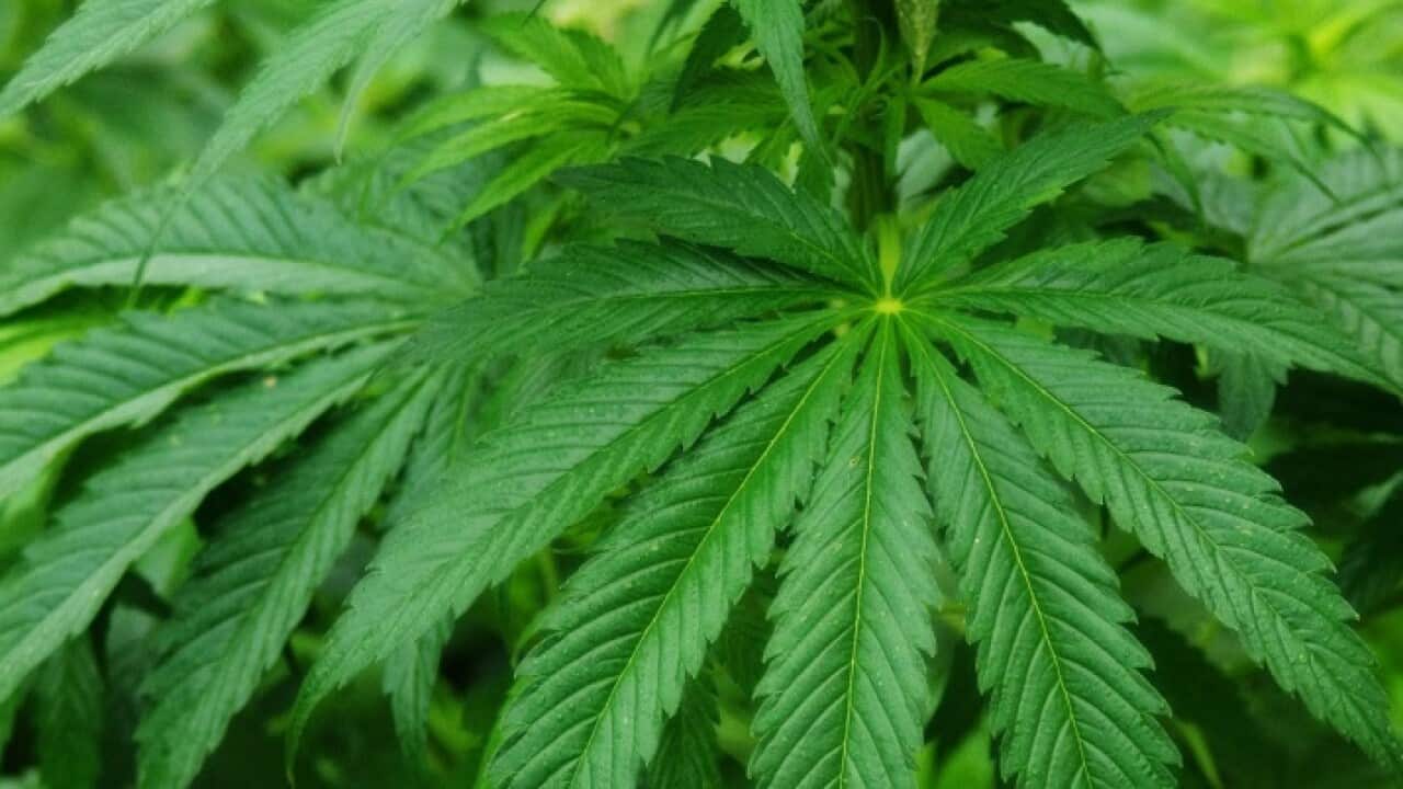marijuana