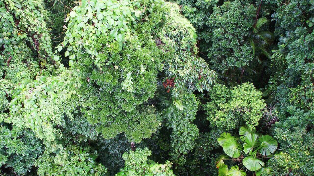 Far north Queensland rainforest