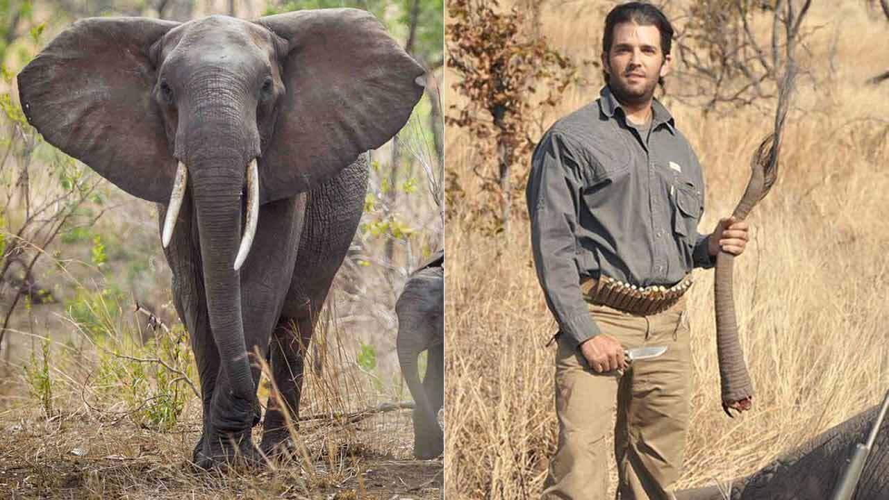 Trump Jr is seen in 2011 with the tail of an elephant. The US administration is set to reverse an Obama-era ban on the importation of elephant trophies.