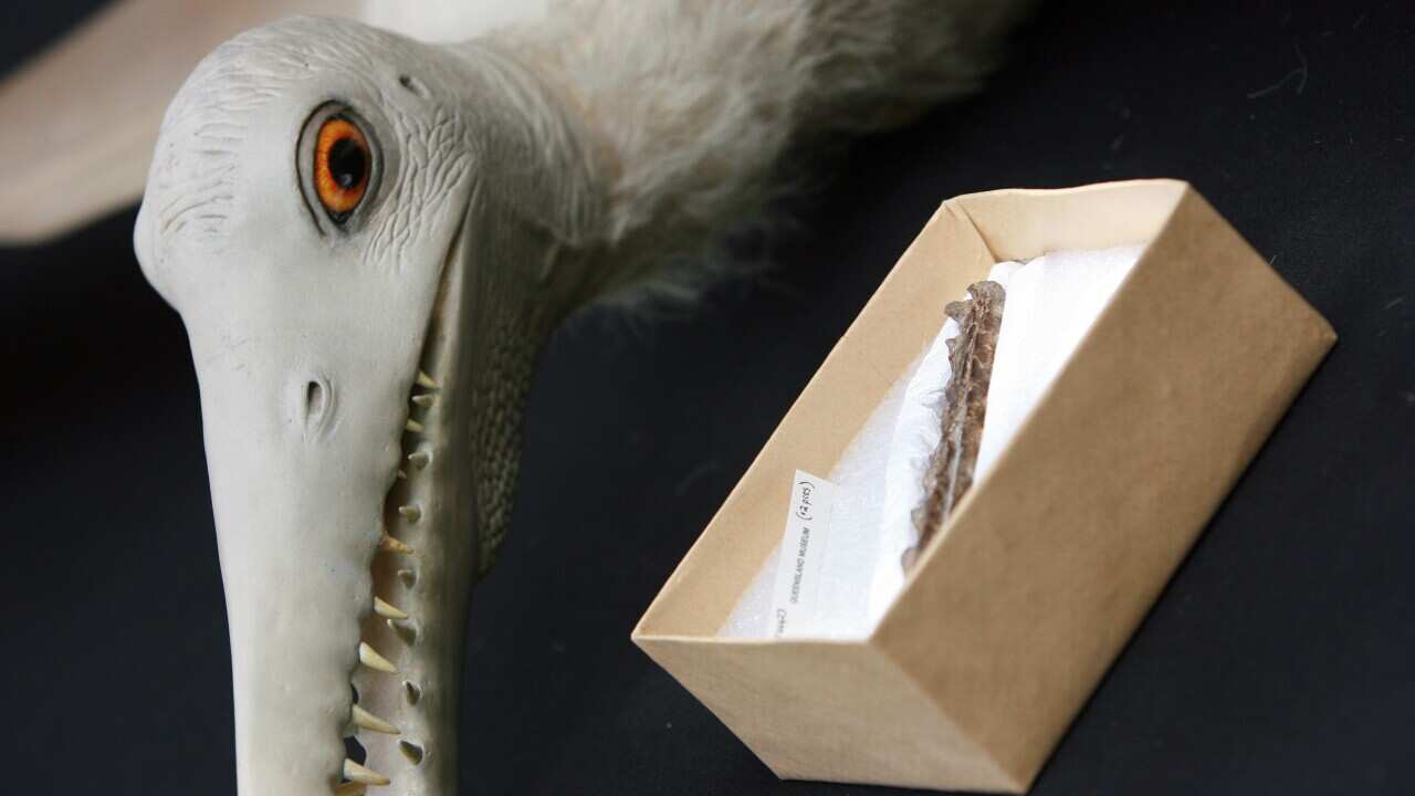 Rare reptile bones uncovered after 107 million years in Australia Rare reptile bones uncovered after 107 million years in Australia