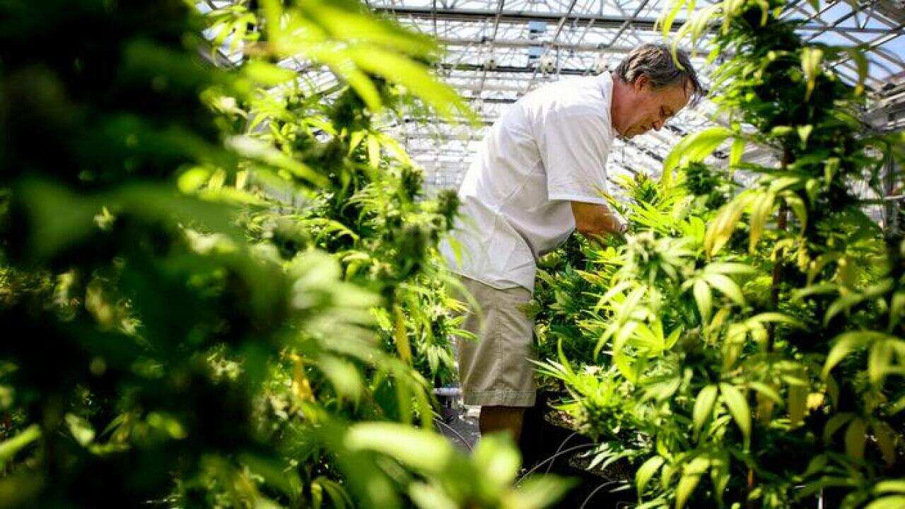 Production of medicinal cannabis was legalised in Australia