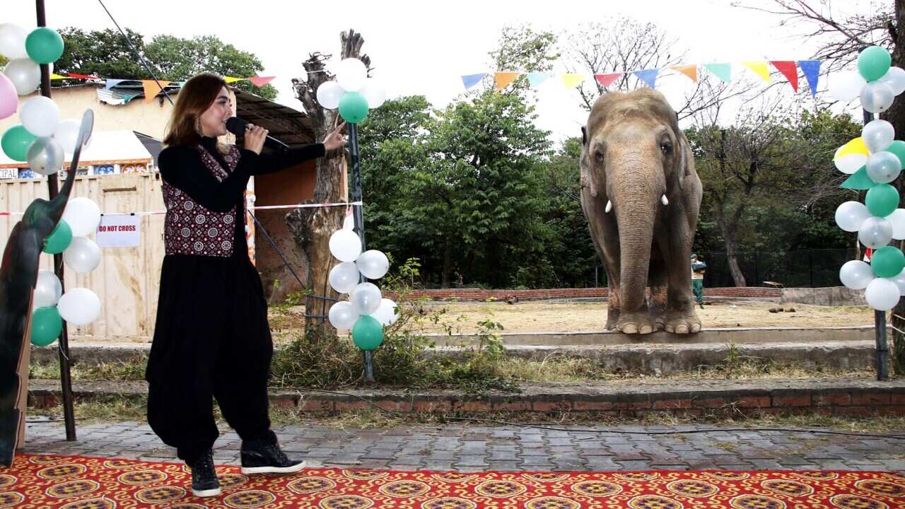 Kaavan the elephant is serenaded during a farewell ceremony at Islamabad's zoo