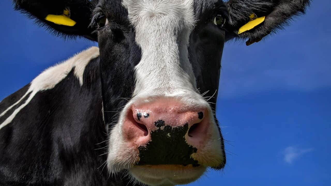 New Zealand is set to cull more than 100,000 cows to eradicate Mycoplasma disease.